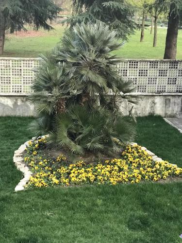 a palm tree in a bed of yellow flowers at Casa Bianca Vicino Humanitas e Forum di Assago in Rozzano
