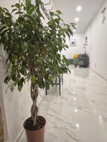 a plant in a pot in a room at The Stone Loft Cuccureddu in Lotzorai