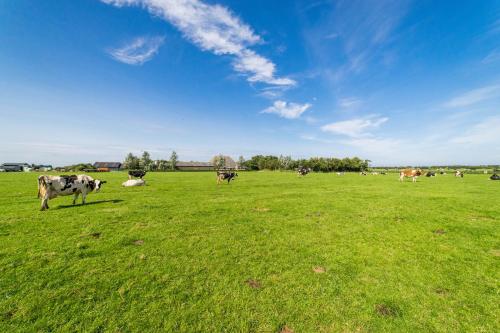 a herd of cows grazing in a field of grass at De Waard familietent Willemsduin in Schiermonnikoog