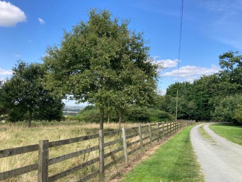 a fence next to a road next to a tree at The Gardens in Daventry