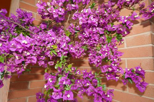 a bunch of purple flowers hanging from a brick wall at Da Piero e Gina in Palidoro