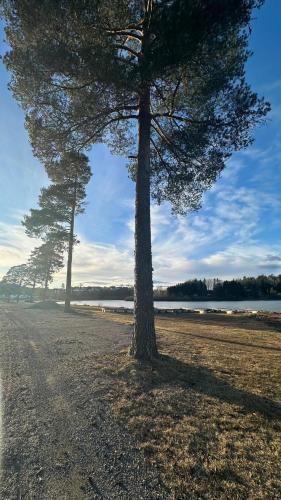 two trees on a beach near a body of water at Melø Panorama design home with magical views in Larvik
