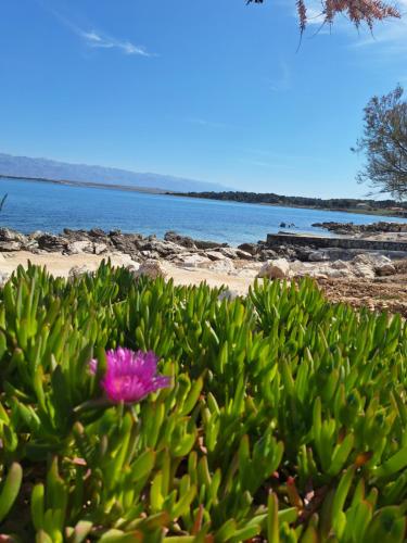 a pink flower on a green bush next to a beach at Villa Amphora in Vir