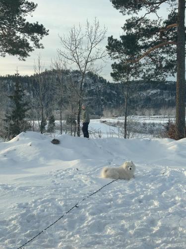 a polar bear laying in the snow with a man at Melø Panorama design home with magical views in Larvik