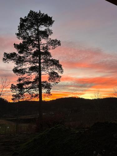 a pine tree in front of a sunset at Melø Panorama design home with magical views in Larvik