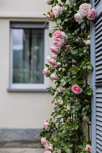 a bunch of pink roses on the side of a building at Maji Como Lake in Mandello del Lario