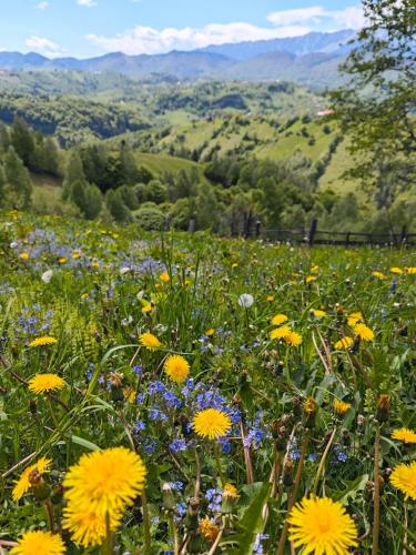 a field of flowers with mountains in the background at Alpine Escape Studios in Măgura