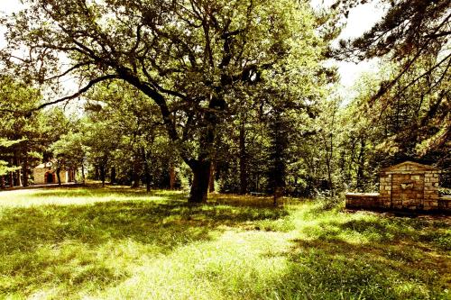 a park with a bench and a tree in the grass at Yliessa Chalet in Domnista