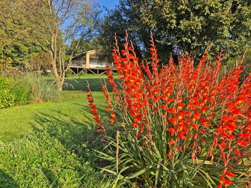 a bunch of red flowers in a garden at Hills and Dales Accommodation in Lanseria