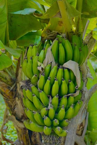 a bunch of green bananas hanging from a tree at Dar Tawarta Guest House Dakhla in Dakhla