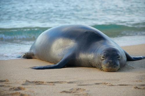 a seal laying on the sand on the beach at Pono Kai A306 in Kapaa