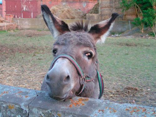 Animaux dans l'appartement ou à proximité