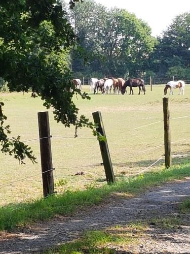 a group of horses grazing in a field at FeWo Overberge in Bergkamen