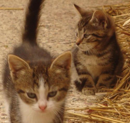 two cats are sitting next to each other at Bauernhof Urlaub FeWo Nr 3 - 5-Personen in Schlagsdorf