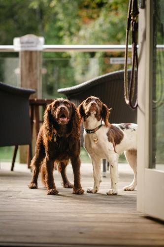 two dogs standing next to each other on a deck at Mill End Hotel in Chagford