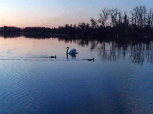 a swan and two ducks swimming in a lake at Ferienwohnung Zur Ziegelei in Groß Kreutz