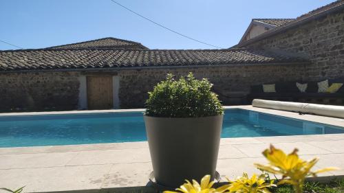 une plante dans un pot à côté d'une piscine dans l'établissement Gîte Les Capréoles, maison vigneronne de caractère, à Régnié