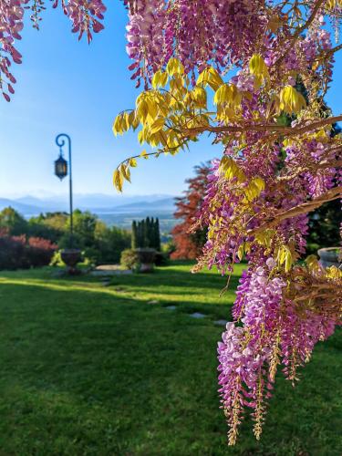 a tree covered in purple flowers in a park at Beauregard Jura - Countryside Estate Stays Near Geneva in Gex