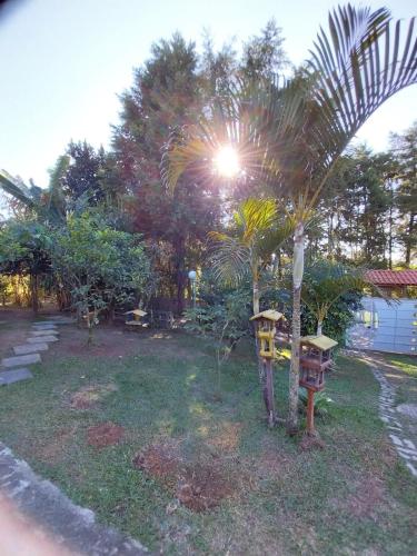 a palm tree with a bird house in a yard at Chácara Catavilela in Jacareí