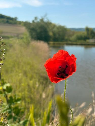 a red poppy sitting next to a body of water at Lacurile IRION in Hoghilag