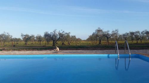 a dog sitting on the ground next to a swimming pool at Casa Rural Valdezaque in Cordobilla de Lácara