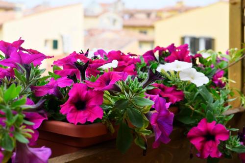 a bunch of pink and white flowers in a pot at RELAIS DELL'USSERO Pisa centro in Pisa