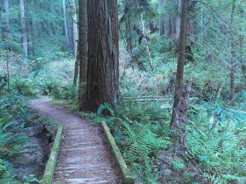 a wooden path in a forest with trees at Trillium Bungalow in Arcata in Arcata