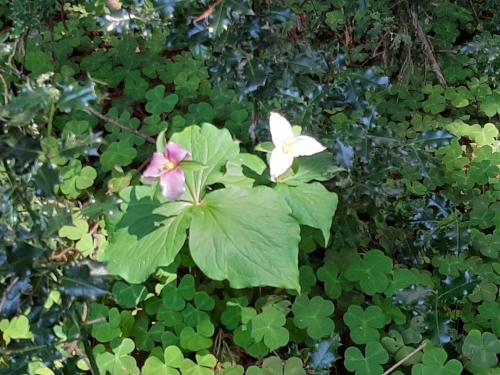 two white and pink flowers on a bunch of green plants at Trillium Bungalow in Arcata in Arcata