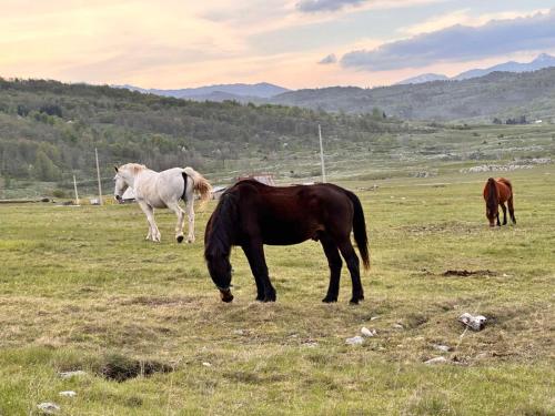 a group of horses grazing in a field at Forest Panorama Cabin Brezna in Pluzine