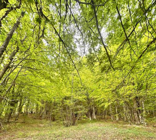a forest filled with lots of lush green trees at Forest Panorama Cabin Brezna in Pluzine