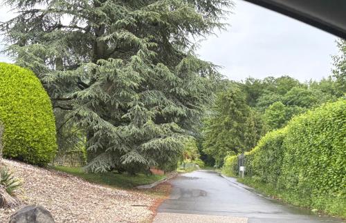 a road with a tree on the side of it at CaquiHome in Romanel-sur-Lausanne