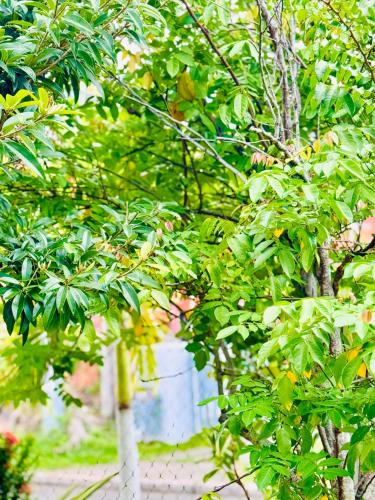 HCeas Villa Compound is 5 minutes from the airport and beachesにある庭