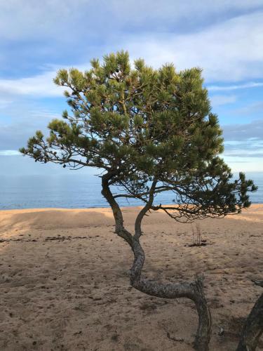 a small pine tree in the sand near the ocean at Simrishamn, Österlen - privat boende med egen ingång in Simrishamn