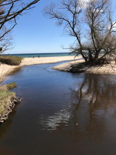 a beach with trees and a body of water at Simrishamn, Österlen - privat boende med egen ingång in Simrishamn
