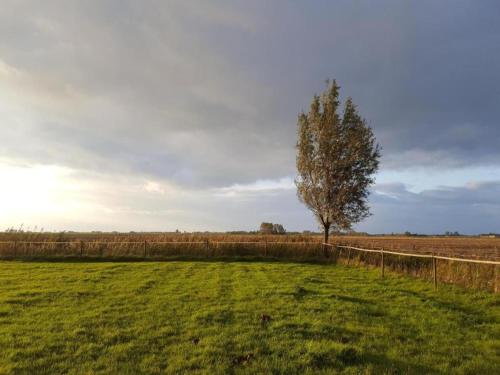 a tree in the middle of a field at Bungalow in South Holland with Private Jetty in Simonshaven