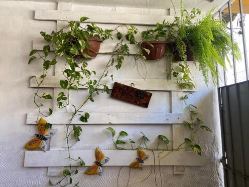 a wall with a bunch of potted plants on it at COP 30 - Imóvel Próximo ao Aeroporto e ao Hangar - 02 in Belém