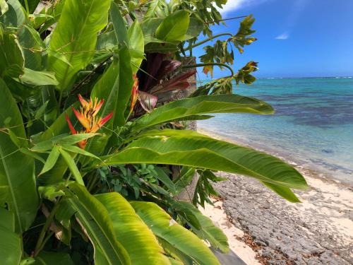 a plant on the beach with the ocean in the background at Villa Miti Vai by ENJOY VILLAS in Iumaru