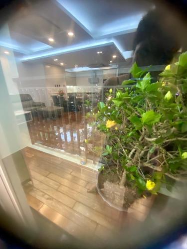 a potted plant in a display case in a store at SHP Plaza Khanh Phong Homestay in Hai Phong
