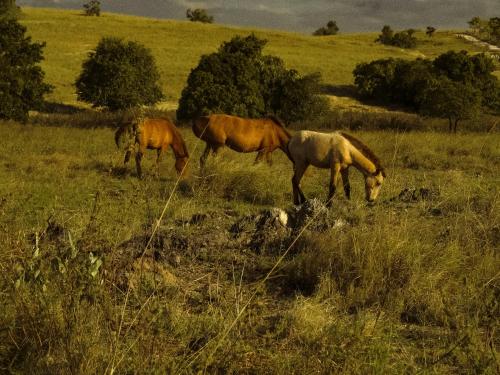 a couple of horses grazing in a field at Anna Villas by Sumba-Beach in Memboro