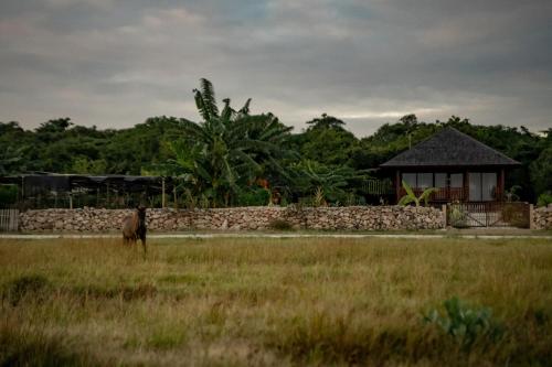 a dog standing in a field in front of a building at Anna Villas by Sumba-Beach in Memboro