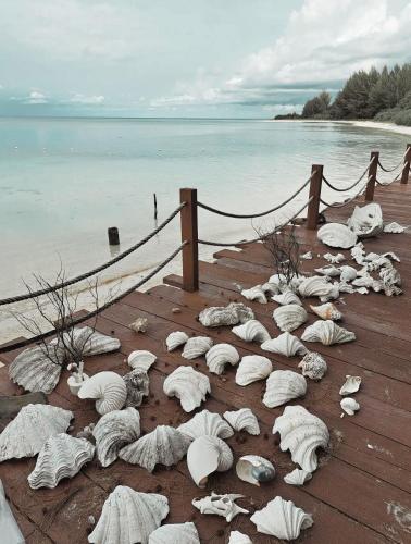 a group of shells on a dock near the water at Kimo Resort Pulau Banyak Aceh Singkil in Alaban
