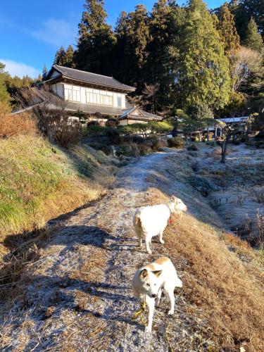 宿泊客と一緒にSudo Nousaienに滞在中のペット