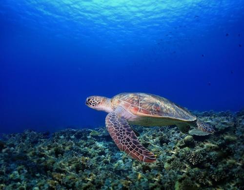 a green sea turtle swimming in the ocean at Sole ONNA in Inbu