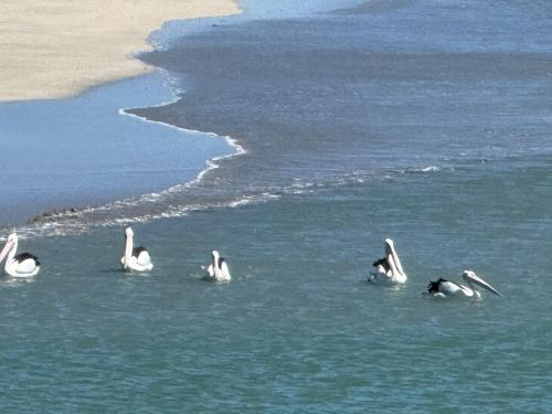 a group of ducks swimming in the water at TEMPEL by the Sea in Mandurah