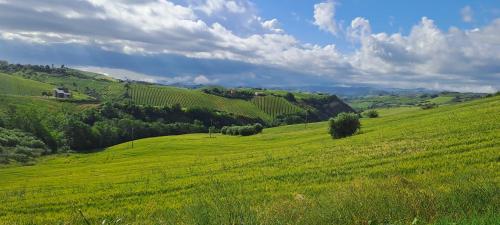 a green hillside with a field of green grass at Sweet Home Offida in San Giovanni in Strada
