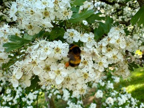 a bee is sitting on a cluster of white flowers at La Remise - Les Chambres in Neufchâteau