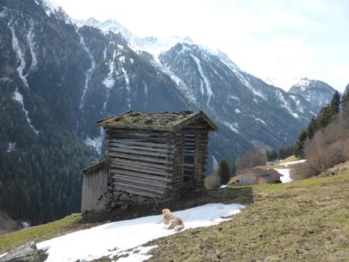 a dog sitting in the snow in front of a cabin at Pension Steinadler in Neustift im Stubaital