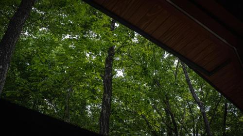 a view of trees from the inside of a tent at Nold forest house 那須高原の森の中で心地よく暮らす宿 in Nasu