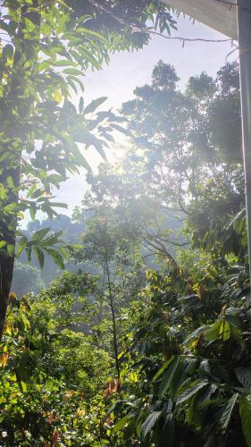 a view of a lush green forest with trees at Green porticos villa munnar #MUNNAR in Anachal