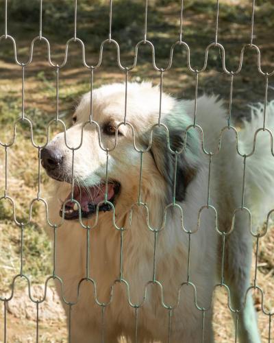 a dog is looking through a wire fence at YUTA with pool- Alpaca Country House in Montecastello